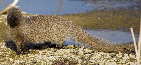 Egyptian mongoose, Herpestes ichneumon, picture taken in Israel by Eyal Bartov.